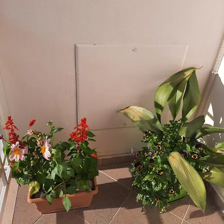 Villa Dedja Boutique בית הארחה *